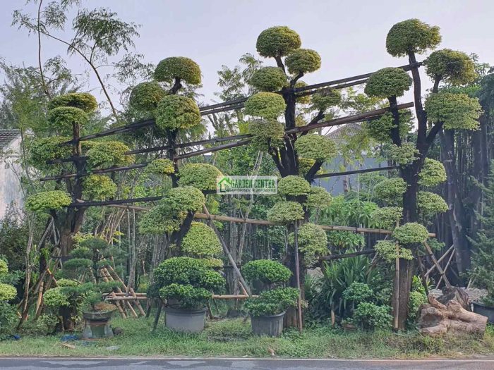 Cara Memilih Tanaman untuk Taman Rumah Berdasarkan Kondisi Lahan